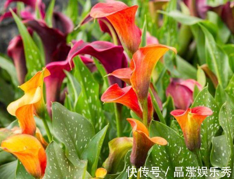 好养|4种便宜花,别小看,开花漂亮花期长,好养又漂亮