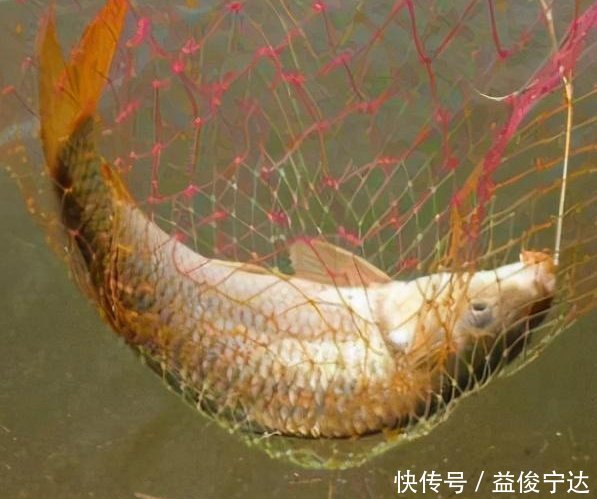 大鱼|野钓没口有3点原因,对症下药,才能钓到大鱼!