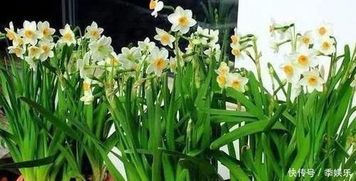 担心高效肥烧根怎么办不如在家自制4种花肥，肥效久、见效慢