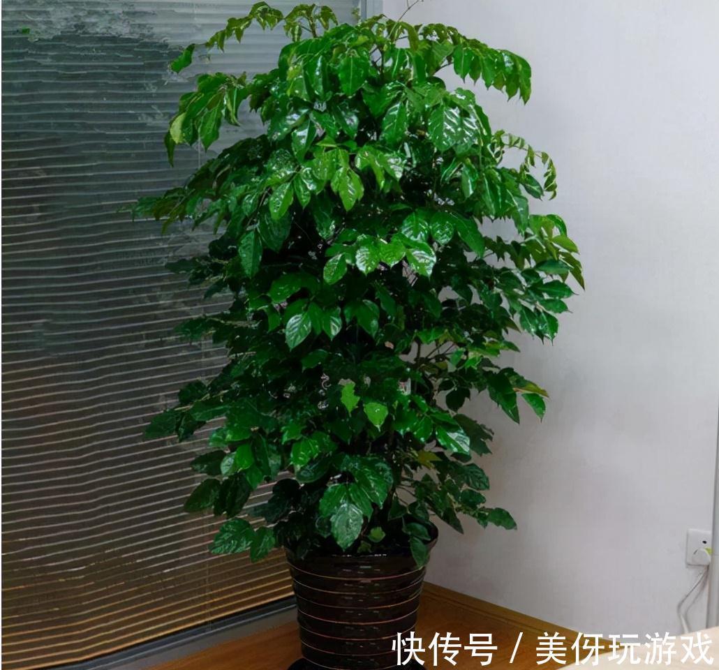 11月在家3种树,成活率高,外形美观,修剪一下做成珍贵盆景