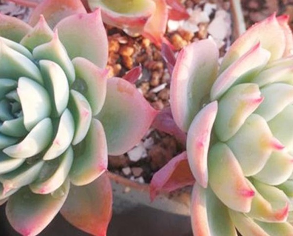 养多肉,学会这“4点”,叶片蹭蹭长,很快就能爆盆!