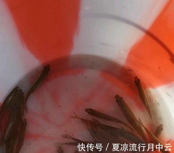 江西一水库麦穗鱼成灾,当地老乡一天能搞上千条,杀鱼杀到崩溃!