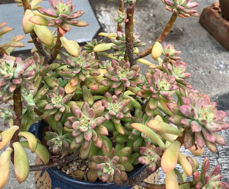 多肉|多肉叶子长皱纹,浇水不管用?学3招,养得饱满欲滴又坚挺