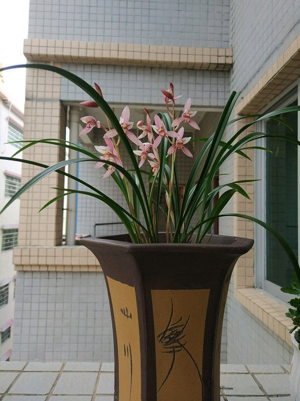 喜欢玫瑰，不如试试“高档玫瑰”甜蜜马车，花团锦簇，花开爆盆美