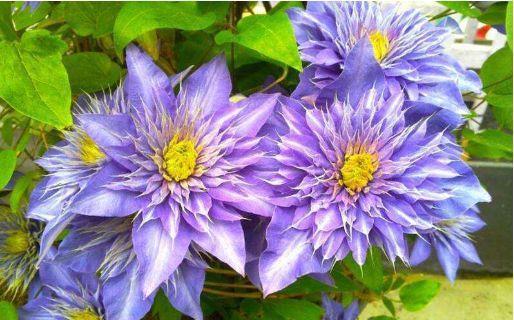 比香水都好闻的盆栽,养一盆,家里芳香四溢