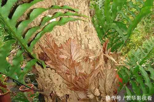 蛀牙|这种野草很珍贵，喜欢附大树上生长，现在很少见人称“槲蕨”