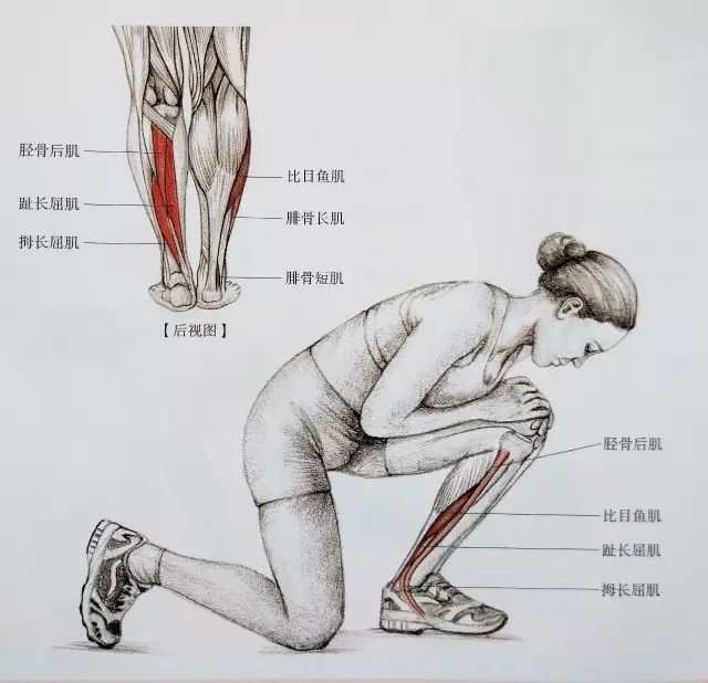 起跑式|居家运动，这套全方位小腿拉伸大法请收好