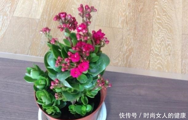 别再养绿萝、吊兰了,换上3种盆栽,既能观叶赏花又有益健康!