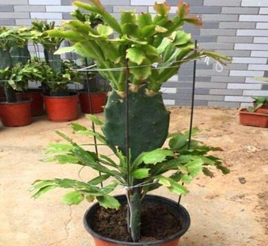 仙人掌嫁接蟹爪兰,一根牙签就搞定,新手也能行,花开爆满枝