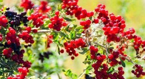 对身体极好的食物，坚持常吃，刮油消脂，营养瘦身，越吃越年轻