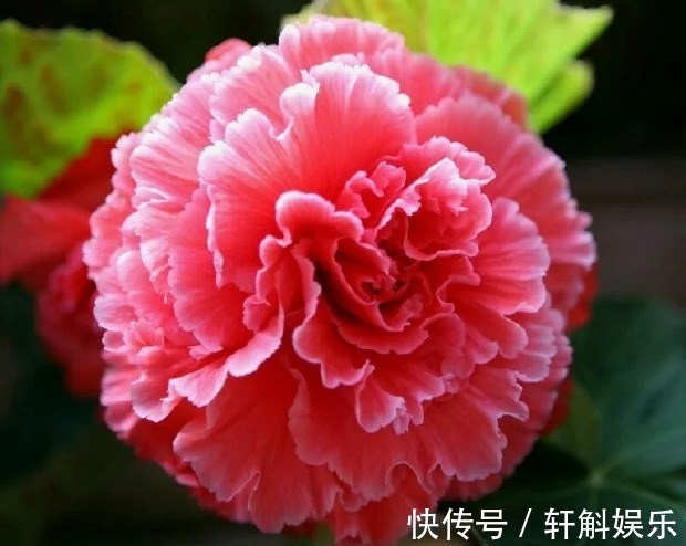 开花很大朵的球根海棠,记住这些养护技巧,花开爆盆没一点问题