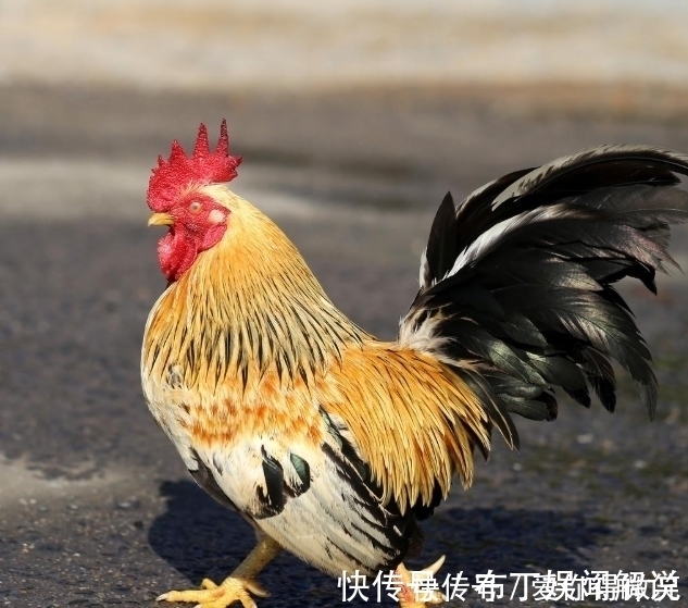 生肖牛|今年下半年，将在顺利之中，实现翻身致富，人生否极泰来的生肖