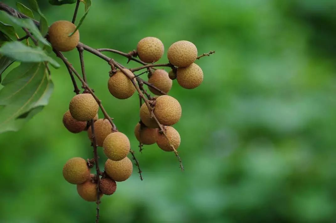 大姨妈|最懂女人的妙方！10味药，健脾补气补血，解决困扰很多女人的问题