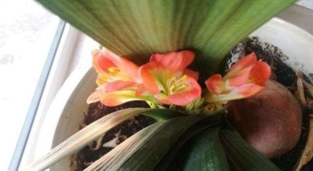 叶片|发现君子兰“鼓大包”,一定要重视,原因有3个,其中两个是惊喜