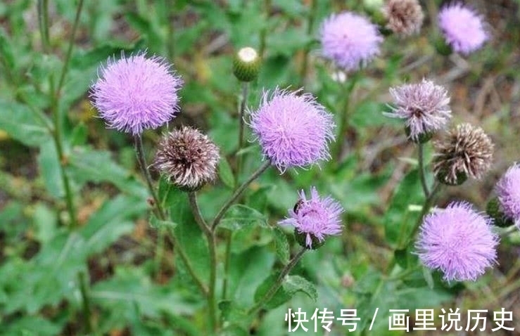 野草|这野菜含钙量很高，清热解毒效用高但遭人嫌弃，你们有吃过它吗