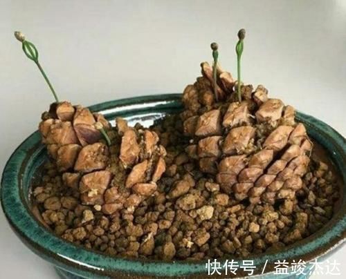 山上捡来的松塔，简单几步就能让它发芽，成了美观的小盆景