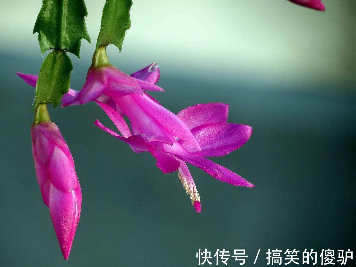 家家都养的长寿花、蟹爪兰，入秋这样养护，花期提前能开好几茬