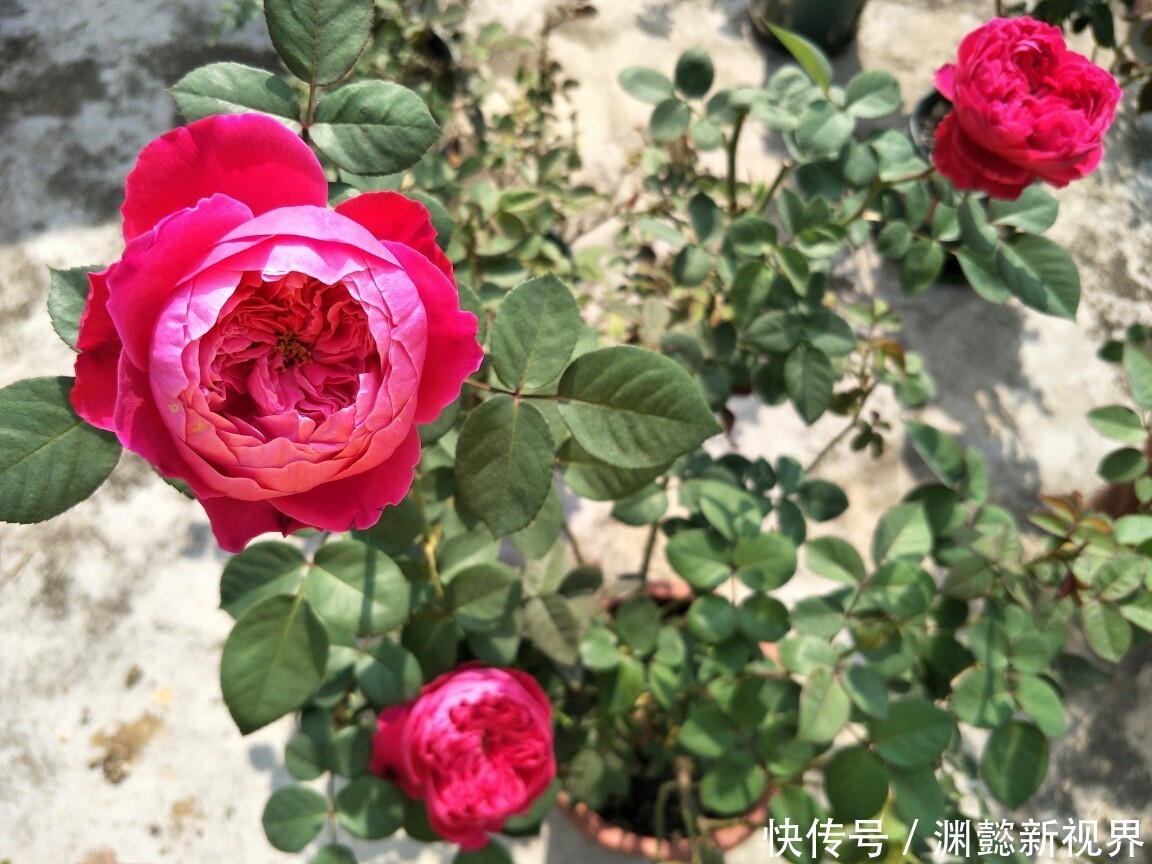 新芽|月季盲芽很麻烦,不长芽不开花,一个小窍门,巧妙消除盲芽