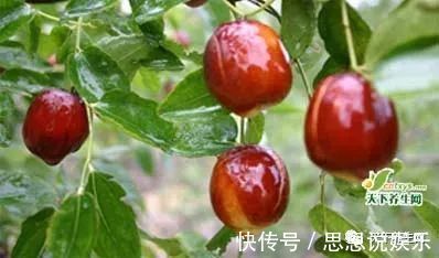 一日三个枣,80不显老!怎么吃才最好