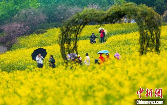 刘纪湄|重庆巴南300亩油菜花盛开市民雨中寻“春”