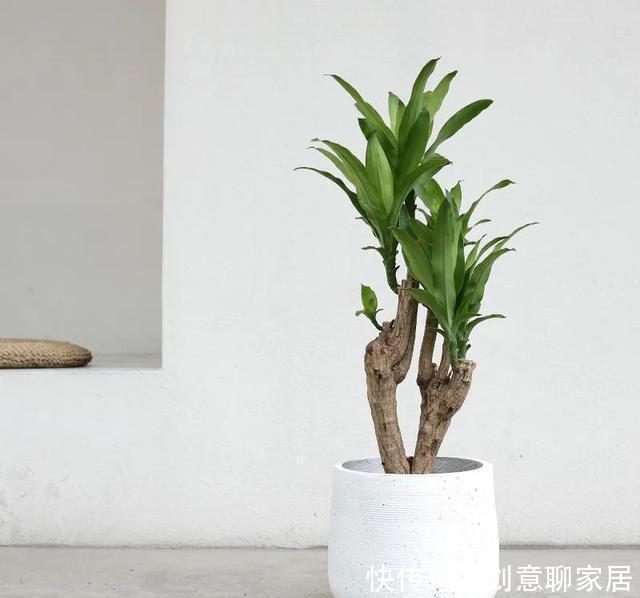 插土就能活!大半个月不用浇水,繁殖掐枝就能活,适合懒人