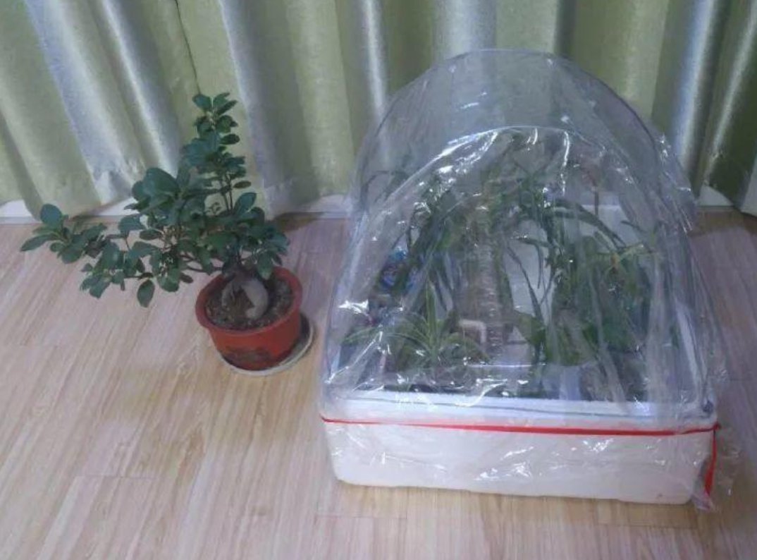 塑料袋|被当成垃圾的塑料袋，其实是个“宝”，用来养花效果好