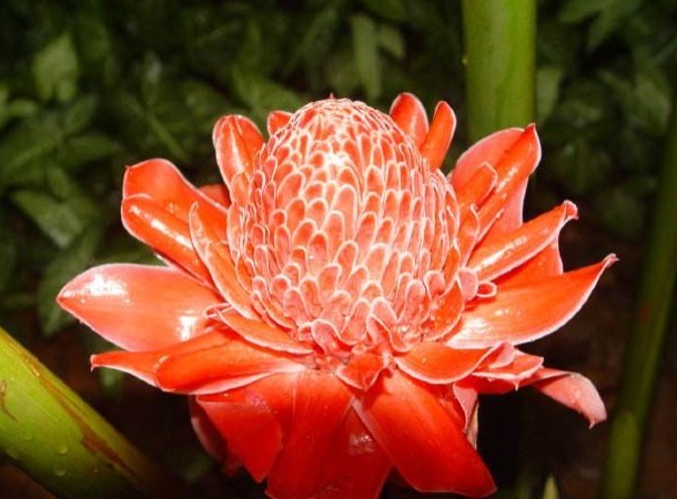 颜色形态都不次于玫瑰的花卉,学会这些小技巧,开花更红更艳