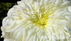 喜欢菊花,不如养盆“菊中珍品”白鹅卧雪,似洁白雪花,清奇秀丽