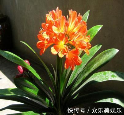 叶片|入冬后是君子兰的“关键期”,教你几个“窍门”,早学会早开花!