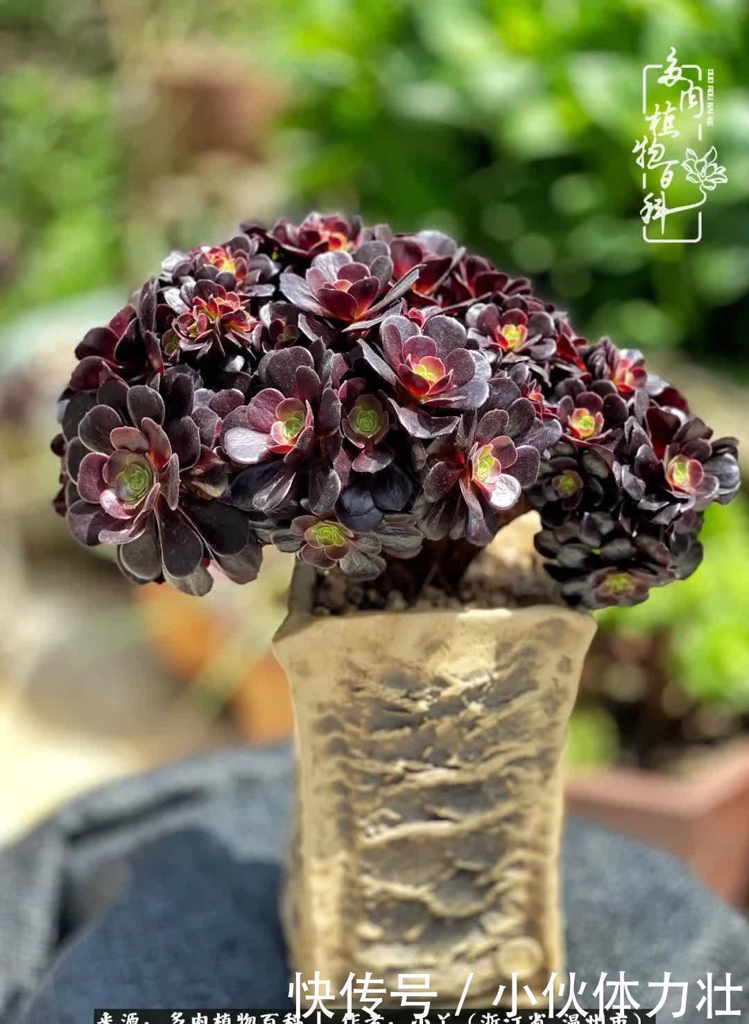 多肉|繁华落幕尽铅华,姹紫嫣红刹那,余生不长,因爱而芳华!