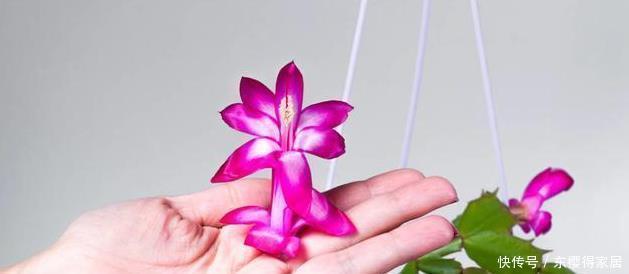 茎叶|蟹爪兰又名锦上添花,有很高的园艺观赏价值,那她的花语是啥