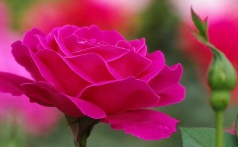 这5种花“最难养” 老手养不好，新手不敢碰