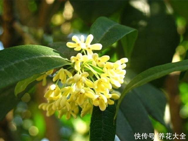 农村人的院子超上档次，种花不在多，关键是选好品种