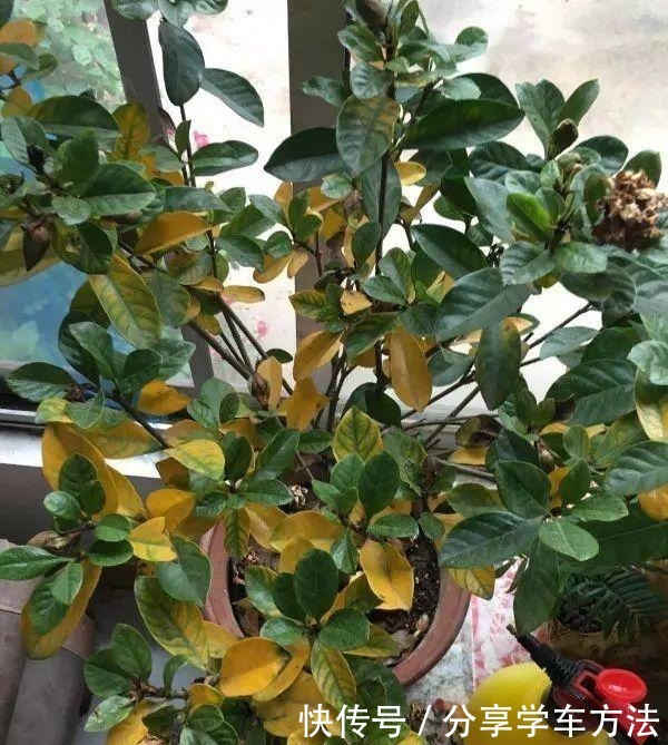 养花施肥，这“4大禁区”莫入，不然适得其反，啥花都会烂根黄叶！