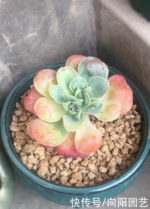 网上买多肉，什么是好多肉？买多肉不能只挑颜色，桩子也很重要