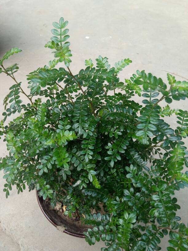 花骗子最爱卖的5种花,养花小白要记住,擦亮眼睛不上当
