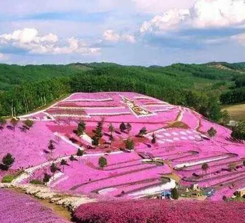  花朵|7种长寿花，只种一次开花几十年，跟着养护专家学起来！