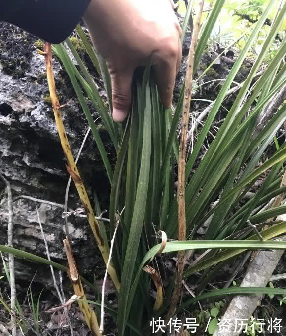 野外遇到的兰花,可不可以挖?出于人道主义,禁止野外开采