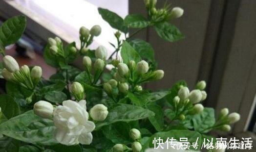 蚯蚓|盆里有了“它”,“小芽”多又壮,养啥旺啥,可别再“扔”了!