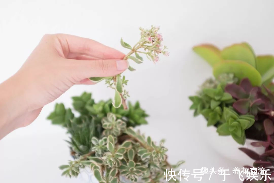 盆栽多肉植物不小心长变形了,适当修剪后就能恢复好看的形态