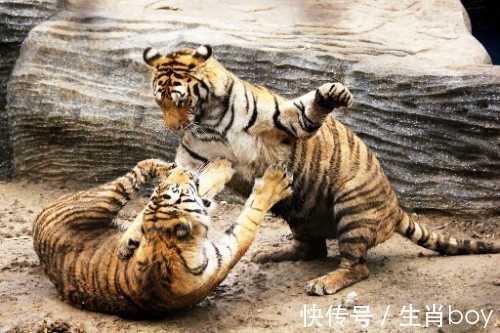 太岁|4生肖虎年第一天贵人伴身边,第二天事业迎春天,第三天财运到家