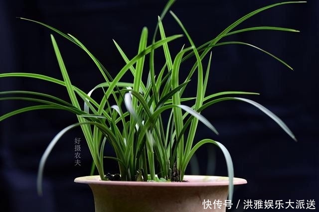 兰花怎么修剪整容三步骤三注意,兰友掌握就不难