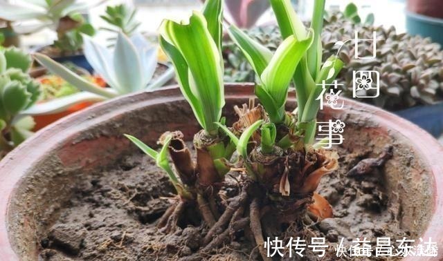 廿四|初秋给吊兰“整整型”，做好两件事，变成飘逸“小老桩”！