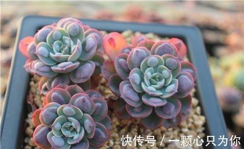 品种|喜欢多肉的人眼光都犀利:常规多肉遇冷,变异多肉反而受热捧