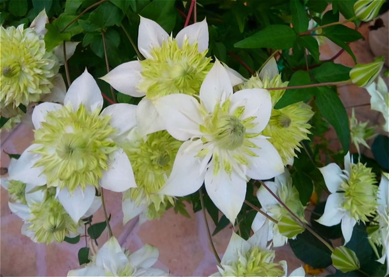 颜值担当|想要打造“高级”花园,春天种上“4种花”,颜值高,爱开花