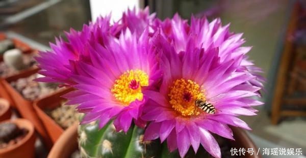 凤仙花|4种超漂亮的花,花开不断,是花卉中的佼佼者