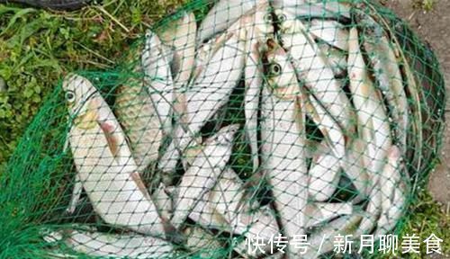 铅钓|手竿钓翘嘴鱼最佳钓法，当飞铅钓遇上包食钓，半天狂拉十几斤！