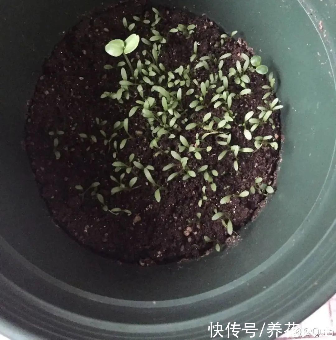 橡皮树|养花就怕乱浇水,越浇死得越快,赶紧住手