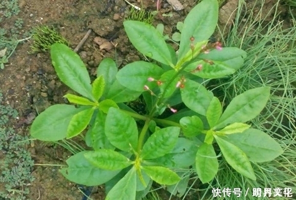 治疗|农村生长的这种常见草本植物，不耐寒冷，却有治疗盗汗的功效