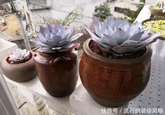 花盆还在买?一找一大堆,1毛钱不花,比买的花盆还要好